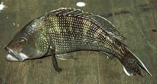 Image result for Centropristis striata