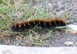 Attēlu rezultāti vaicājumam “Macrothylacia rubi larva”