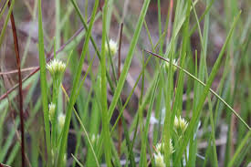 Attēlu rezultāti vaicājumam “Rhynchospora alba”