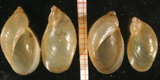 Attēlu rezultāti vaicājumam “Succinea”