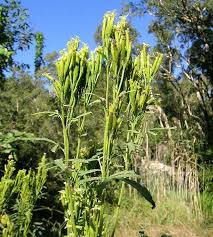 Attēlu rezultāti vaicājumam “Tagetes leaf”