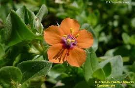 Image result for Anagallis arvensis