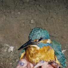 Attēlu rezultāti vaicājumam “Alcedo atthis nest”