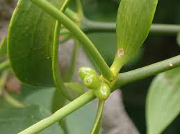 Attēlu rezultāti vaicājumam “Viscum album fruit”