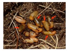 Attēlu rezultāti vaicājumam “Maculinea alcon underside”