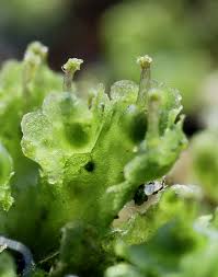 Attēlu rezultāti vaicājumam “Blasia pusilla”