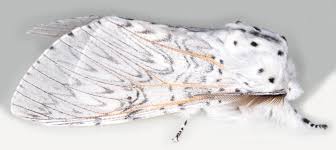 Attēlu rezultāti vaicājumam “Cerura vinula imago”