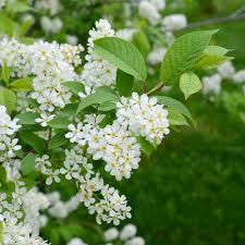 Attēlu rezultāti vaicājumam “Prunus (bird-cherry tree)”