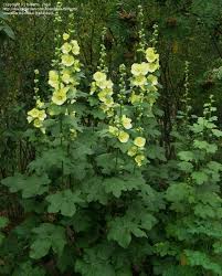 Image result for Alcea rugosa
