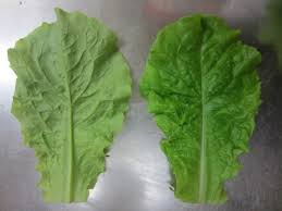 Attēlu rezultāti vaicājumam “Lactuca sativa”