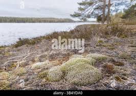 Attēlu rezultāti vaicājumam “Racomitrium canescens sporophyte”