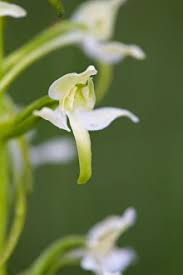 Attēlu rezultāti vaicājumam “Platanthera chlorantha flower”