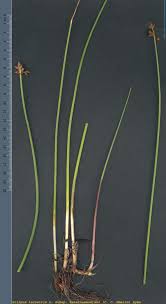 Attēlu rezultāti vaicājumam “Schoenoplectus lacustris subsp. glaucus”