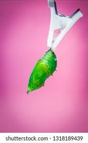 Attēlu rezultāti vaicājumam “Euphydryas maturna pupa”