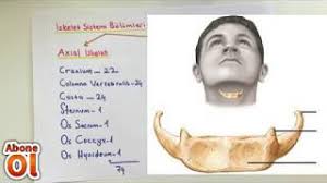 Image result for b%FD%E7ak anatomisi