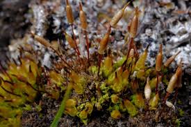 Attēlu rezultāti vaicājumam “Encalypta streptocarpa sporophyte”