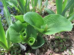 Image result for Hosta sieboldiana 'Elegans'