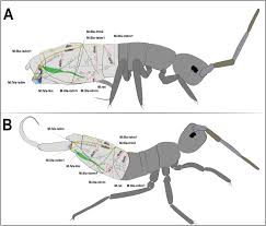 Attēlu rezultāti vaicājumam “Orchesella sp.”