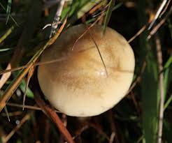 Attēlu rezultāti vaicājumam “Protostropharia alcis”