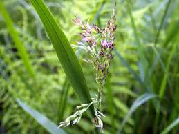 Attēlu rezultāti vaicājumam “Calamagrostis purpurea flower”
