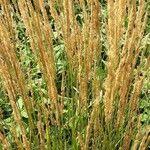 Attēlu rezultāti vaicājumam “Calamagrostis stricta”