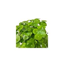 Attēlu rezultāti vaicājumam “Hydrocotyle vulgaris fruit”