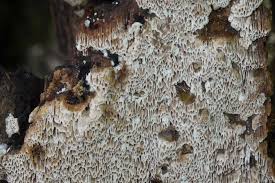 Attēlu rezultāti vaicājumam “Elmerina caryae”