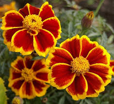 Attēlu rezultāti vaicājumam “Tagetes”