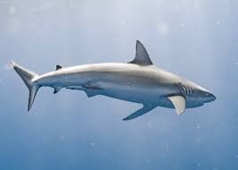 Image result for Carcharhinus galapagensis