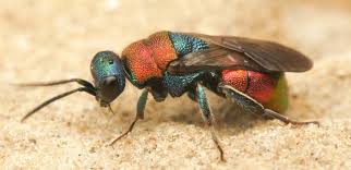 Attēlu rezultāti vaicājumam “Hedychrum sp.”