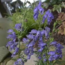 Image result for Aconitum napellus