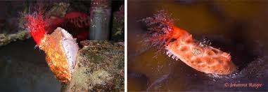 Attēlu rezultāti vaicājumam “Claustria didermoides”