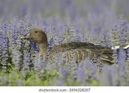 Image result for Anser brachyrhynchus