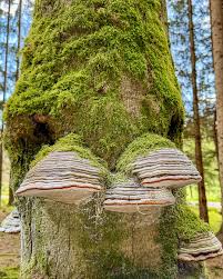 Attēlu rezultāti vaicājumam “Fomes fomentarius”