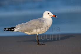 Image result for Larus audouinii