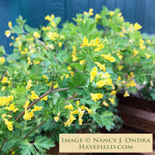 Attēlu rezultāti vaicājumam “Corydalis”