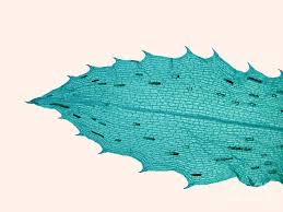 Attēlu rezultāti vaicājumam “Hydrilla verticillata leaf”