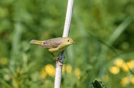 Image result for Dendroica petechia