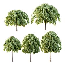 Attēlu rezultāti vaicājumam “Tilia platyphyllos subsp. cordifolia”