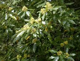 Attēlu rezultāti vaicājumam “Acer pseudoplatanus fo. purpurascens flower”