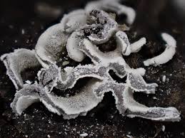 Attēlu rezultāti vaicājumam “Physarum bivalve macro”