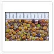 Attēlu rezultāti vaicājumam “Lathyrus pratensis fruit”