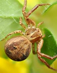 Attēlu rezultāti vaicājumam “Xysticus bifasciatus”