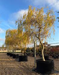 Attēlu rezultāti vaicājumam “Salix x sepulcralis”