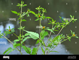 Attēlu rezultāti vaicājumam “Bidens frondosa leaf”