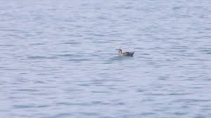 Image result for Brachyramphus perdix