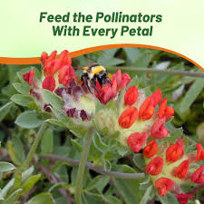 Image result for Anthyllis vulneraria rubra