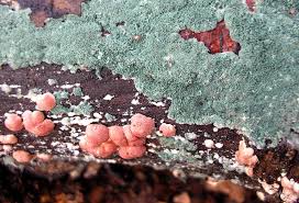 Attēlu rezultāti vaicājumam “Hypocrea rufa”