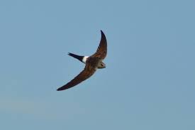 Image result for Apus pacificus