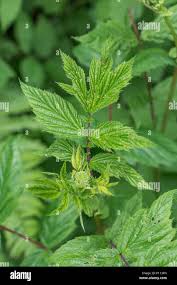 Attēlu rezultāti vaicājumam “Filipendula ulmaria  leaf”